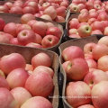New Crop Fresh Sweet Red Gala Apple